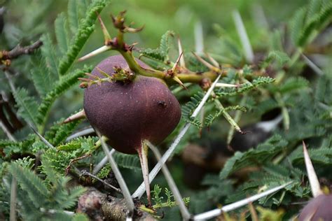 symbiosis, ants, insects, acacia, growth, plant, food, food and drink ...