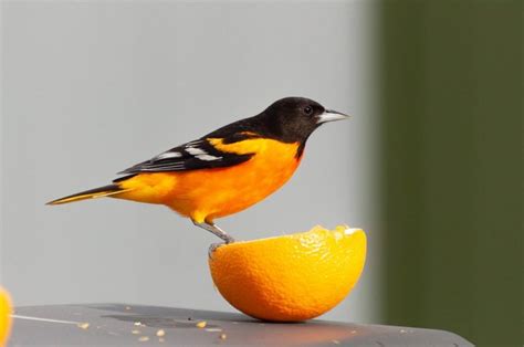 Common Texas Backyard Birds & How to Tell Them Apart | BirdingLocations