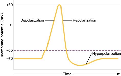 Difference Between Depolarization and Hyperpolarization | Definition ...