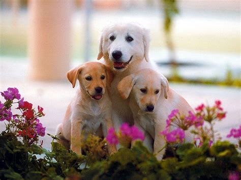 Cute Dog Wallpapers - Wallpaper Cave