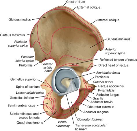 Anatomy of Acetabulum | Musculoskeletal Key