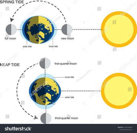 vector illustration of spring tide and neap tide (diagram)spring# ...