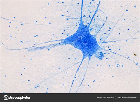 Human Nerve Cells Under Microscope