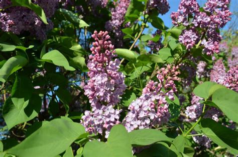 Lilac bush in the garden stock photo. Image of plant - 179039492