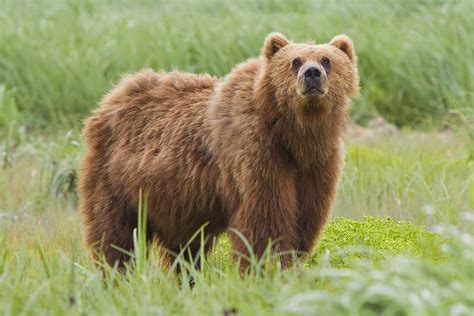 Kodiak bear - Wiktionary, the free dictionary