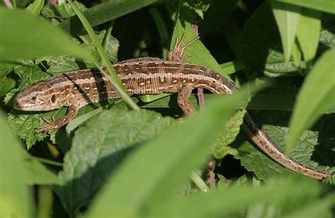 Picture 4 of 7 - Sand Lizard (Lacerta Agilis) Pictures & Images ...