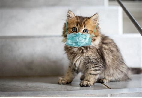 Cat in the UK Diagnosed with the Coronavirus - The Kitty Expert