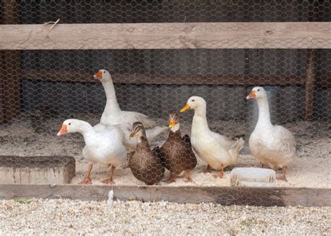 Portable Duck Coop Ideas - The Happy Chicken Coop