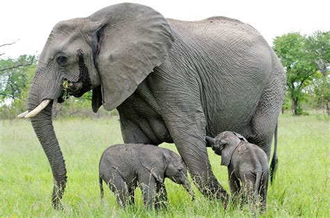 twin elephants | Sabi Sabi Private Game Reserve Blog