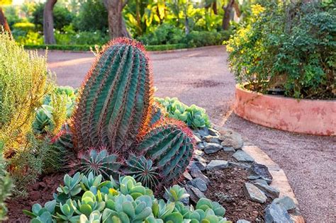 25 Beautiful Cactus Garden Ideas | Trees.com