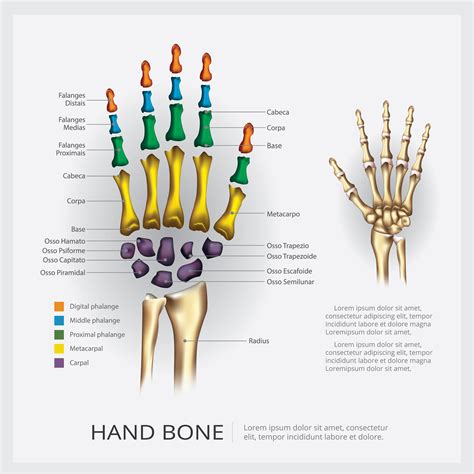 Hand Anatomy Bones Bones Anatomy Hand Bones Anatomy Bones