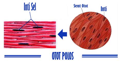 Pengertian Otot Polos Beserta Jenis dan Ciri-Cirinya