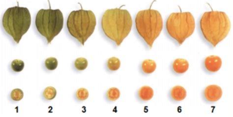 Ripeness states of Cape gooseberry. | Download Scientific Diagram