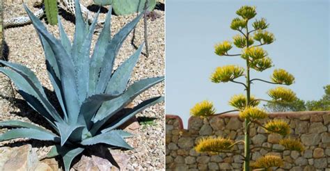 Agave americana (Century Plant) | World of Succulents