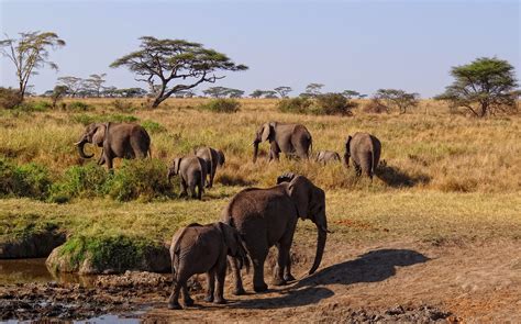 File:Serengeti-African-Elephants.JPG - Wikimedia Commons