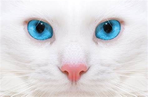 Blue Eyed Cats Wallpapers - Wallpaper Cave