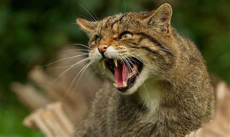 Wild Cats In Indiana - Pin on beautiful to look at - Check spelling or ...