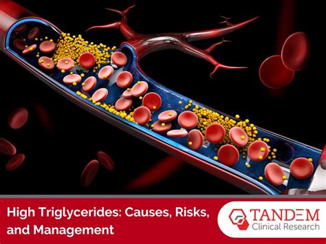 High Triglycerides: Causes, Risks, and Management