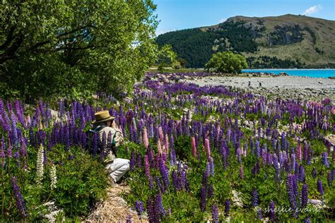 Two Go Tiki Touring: Blooming Lupins- Lake Tekapo