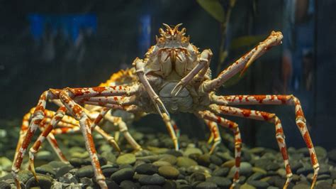 Japanese Spider Crab Size Comparison