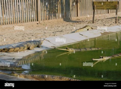 Breeding young gharials -gavialis gangeticus- being reared and raised ...