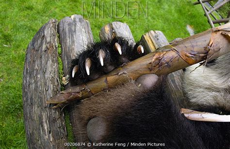 Giant Panda stock photo - Minden Pictures