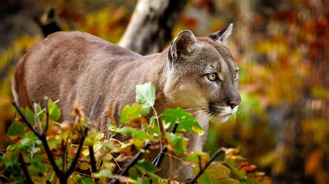 Protect California Wildlife from Super-Toxic Rodenticides