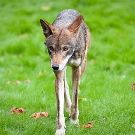 Red Wolf - Endangered Species - Endangered Wonders