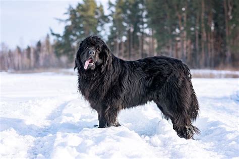 10 Best Dog Breeds for Cold Weather