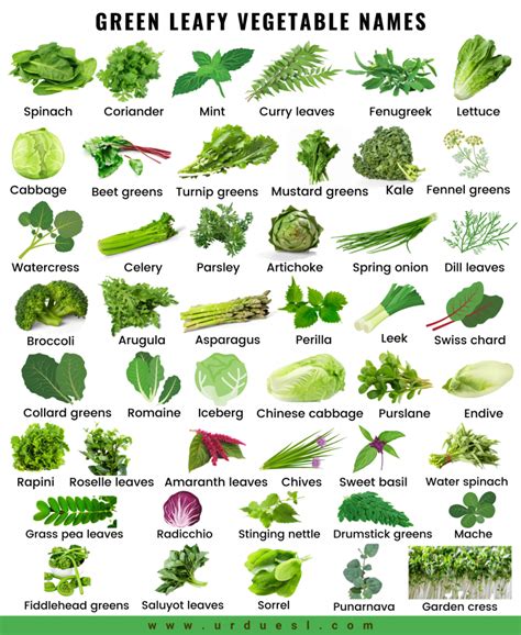 45 Green Leafy Vegetable Names with Pictures and their Benefits