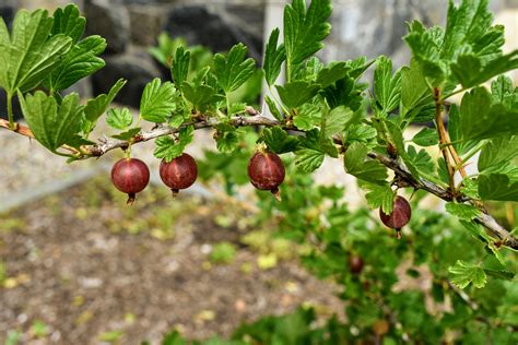 Moving My Gooseberry Bushes - The Martha Stewart Blog