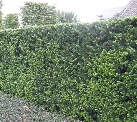 Buy Ilex Crenata Hedging | Ilex Crenata Dark Green Hedge Plants