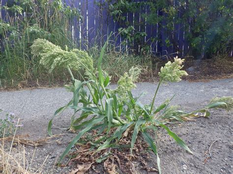 Panicum miliaceum | The exotic annual is found occasionally … | Flickr