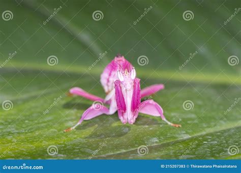 Orchid Mantis Camouflage. the Praying Mantis on Leaf Stock Image ...