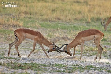 Antelope Impala Photos, Antelope Impala Images, Nature Wildlife ...