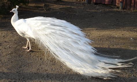 Amazing White Peacock : When God Runs out of Paint | Most Unbelievable ...