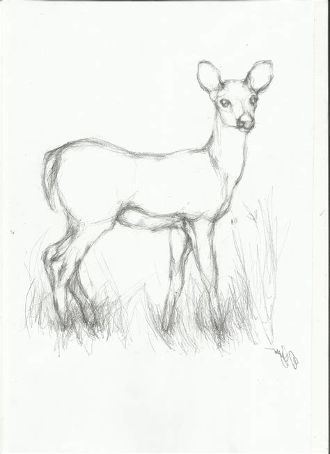 Wild Animals Drawing at GetDrawings | Free download