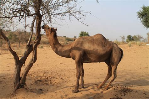 Camp Thar: An Off the Beaten Path Desert Experience in Rajasthan, India ...