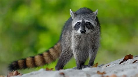 179+ Awesome Raccoon Names (Good, Cute, And Funny Ideas)