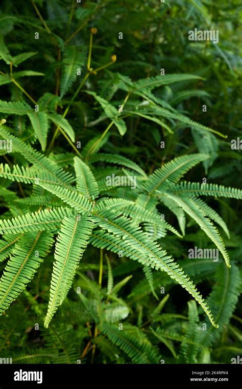 Ferns in tropical forest Stock Photo - Alamy