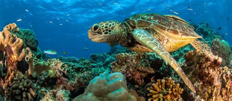 great-barrier-reef-animals-green-sea-turtle - Great Barrier Reef ...