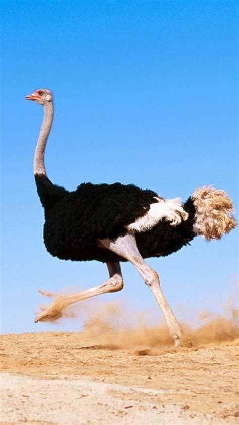 iPhone 5 HQ Wallpapers: Desert Ostrich Running Fast iPhone 5 HQ Wallpaper