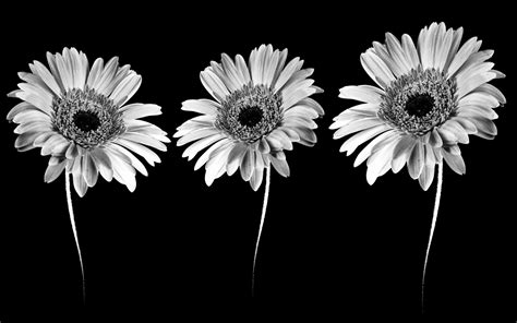 Black and white flowers wallpapers HD | PixelsTalk.Net