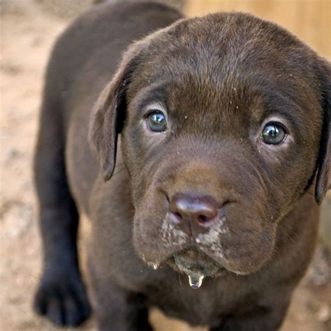 These Pictures of Chocolate Lab Puppies Are a Canine Brownout