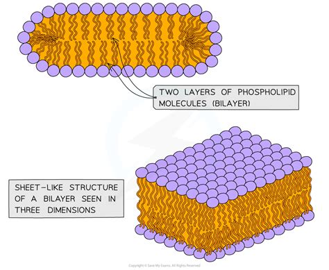 IB DP Biology: HL复习笔记1.3.1 Phospholipid Bilayer Properties-翰林国际教育