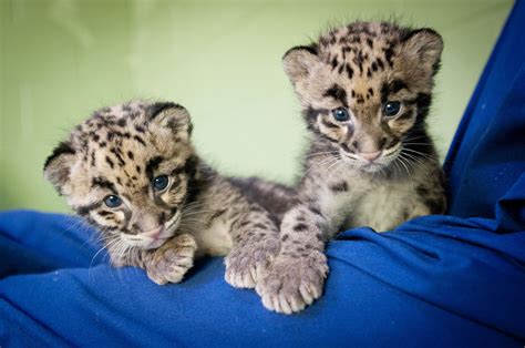 2-Clouded-leopard-cubs-web | WSU Insider | Washington State University