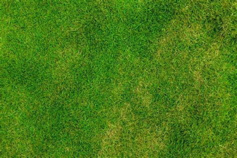 Grass soccer field free stock photos download (5,039 Free stock photos ...