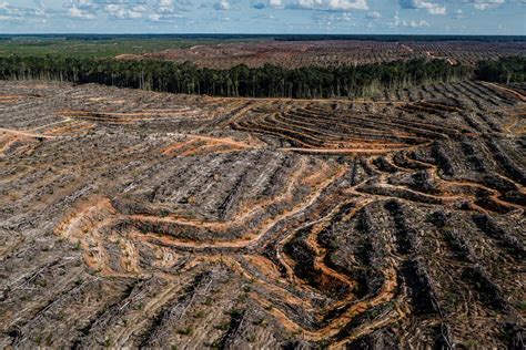 espace Nerf mettre en avant palm oil deforestation école Faisabilité ...