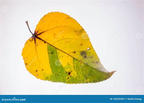 Fall Cottonwood Leaf - through Light Stock Image - Image of backlit ...