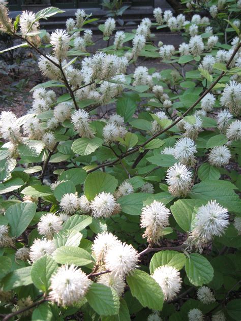 Fothergilla 'Blue Shadow' | Oh deer